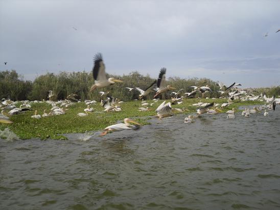 Heeeeeel veel pelikanen